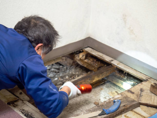 Best Residential Mold Remediation in East Sparta, OH