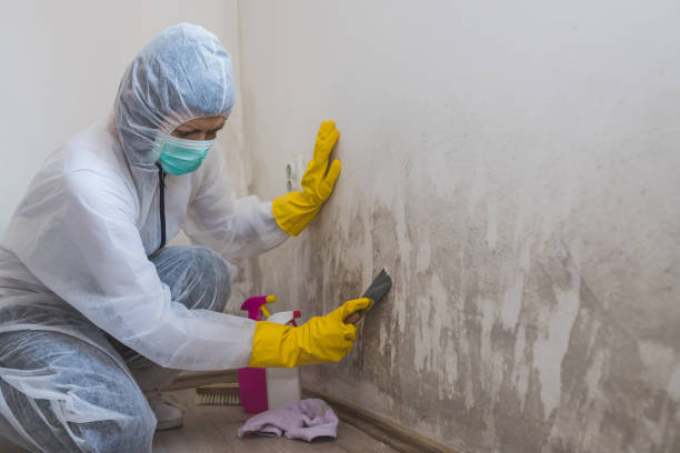 Best Emergency Mold Remediation in East Sparta, OH