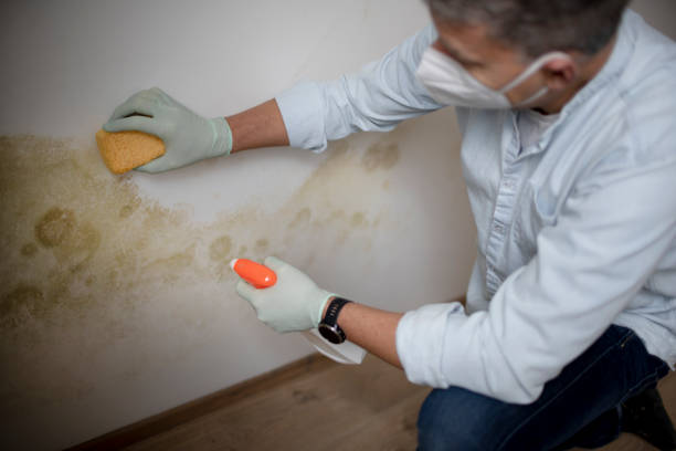 Best Insurance-Related Mold Remediation in East Sparta, OH