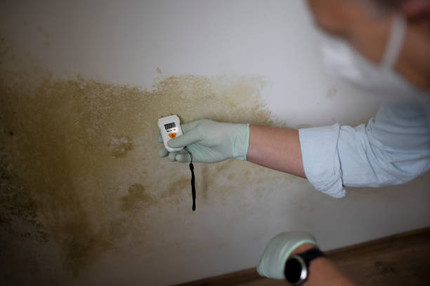 Best Basement Mold Remediation in East Sparta, OH