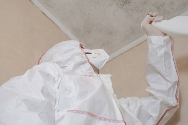 Best Kitchen Mold Remediation in East Sparta, OH
