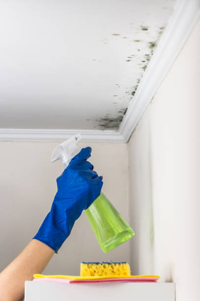 Best Basement Mold Remediation in East Sparta, OH